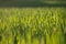 Young Fresh shoots of wheat on the field