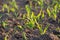 Young Fresh shoots of wheat on the field