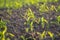 Young Fresh shoots of wheat on the field