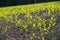 Young Fresh shoots of wheat on the field