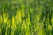 Young Fresh shoots of wheat on the field