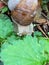 Young fresh snail in a fresh spring forest or meadow