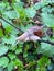 Young fresh snail in a fresh spring forest or meadow