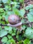 Young fresh snail in a fresh spring forest or meadow