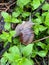 Young fresh snail in a fresh spring forest or meadow