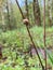 Young fresh snail in a fresh spring forest or meadow