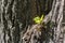 Young fresh sprout growing on tree bark in springtime