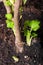 Young fresh sprouts of black currant