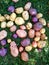 young, freshly dug potatoes of various varieties