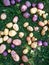 Young, freshly dug potatoes of various varieties