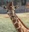 Young Friendly Giraffe Guadalajara Zoo