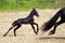 Young Friesian foal runs behind the mother