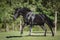 Young friesian mare horse galloping in green meadow in summer