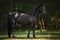 Young friesian mare horse posing in green meadow in shadow of trees