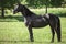 Young friesian mare horse standing in green meadow