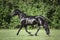 Young friesian mare horse trotting in green meadow