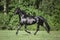 Young friesian mare horse trotting in green meadow