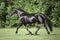 Young friesian mare horse trotting in green meadow