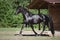 Young friesian mare horse trotting near near shelter in paddock