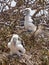 Young frigatebirds on genovesa island galapagos national park ec