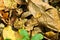 Young frog camouflaged in autumn leaves in the middle of the woods