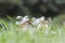 Young frog couple sitting together among green grass on a bright day