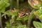 Young frog on a green leaf