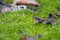 Young frog sitting in moss