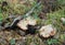 Young fruit bodies of bleeding tooth fungus, Hydnellum peckii in coniferous environment