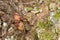 Young fruit bodies of ox tongue, Fistulina hepatica growing on oak