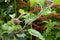 A young fruit develops on the branch of a Braeburn apple tree