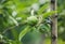 Young fruit after flowering apple hanging on a tree in the garden.