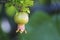 Young fruit of a medlar, Mespilus germanica, against a blurred b