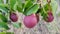 Young fruit tree with ripe dark burgundy pears growing in the summer garden