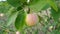 Young fruit tree with ripe dark burgundy pears growing in the summer garden