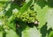 Young fruit of the vine grows on the vine. Grape flower buds, small young grapes