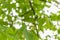 Young fruit of the walnut with green shell on branch with green leaves.