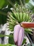 A young fruiting Banana tree