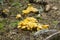 Young fruiting bodies of Golden chanterelle, Cantharellus cibarius