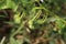 Young fruits of Solanum Trilobatum are on branch.