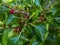 Young fruits of white mulberry Morus alba attached to the branches