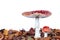 Young and fully grown fly agaric mushroom