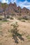 Young and fully grown Joshua trees at Joshua Tree National Park on a sunny day