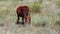 Young funny calf grazing in meadow