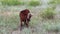 Young funny calf grazing in meadow