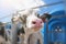 Young funny calf looks at camera on dairy farm, selective focus on pink nose, agriculture and cattle breeding