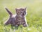 Young funny cat meowing in green grass