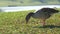 Young funny gray-white goose eating grass in yard in early autumn