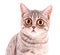 Young funny surprised cat closeup isolated