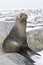 Young fur seal resting on a rocky